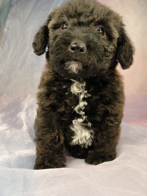 Female Bichon Poodle Mix #17 Born April 2, 2012 Iowa 